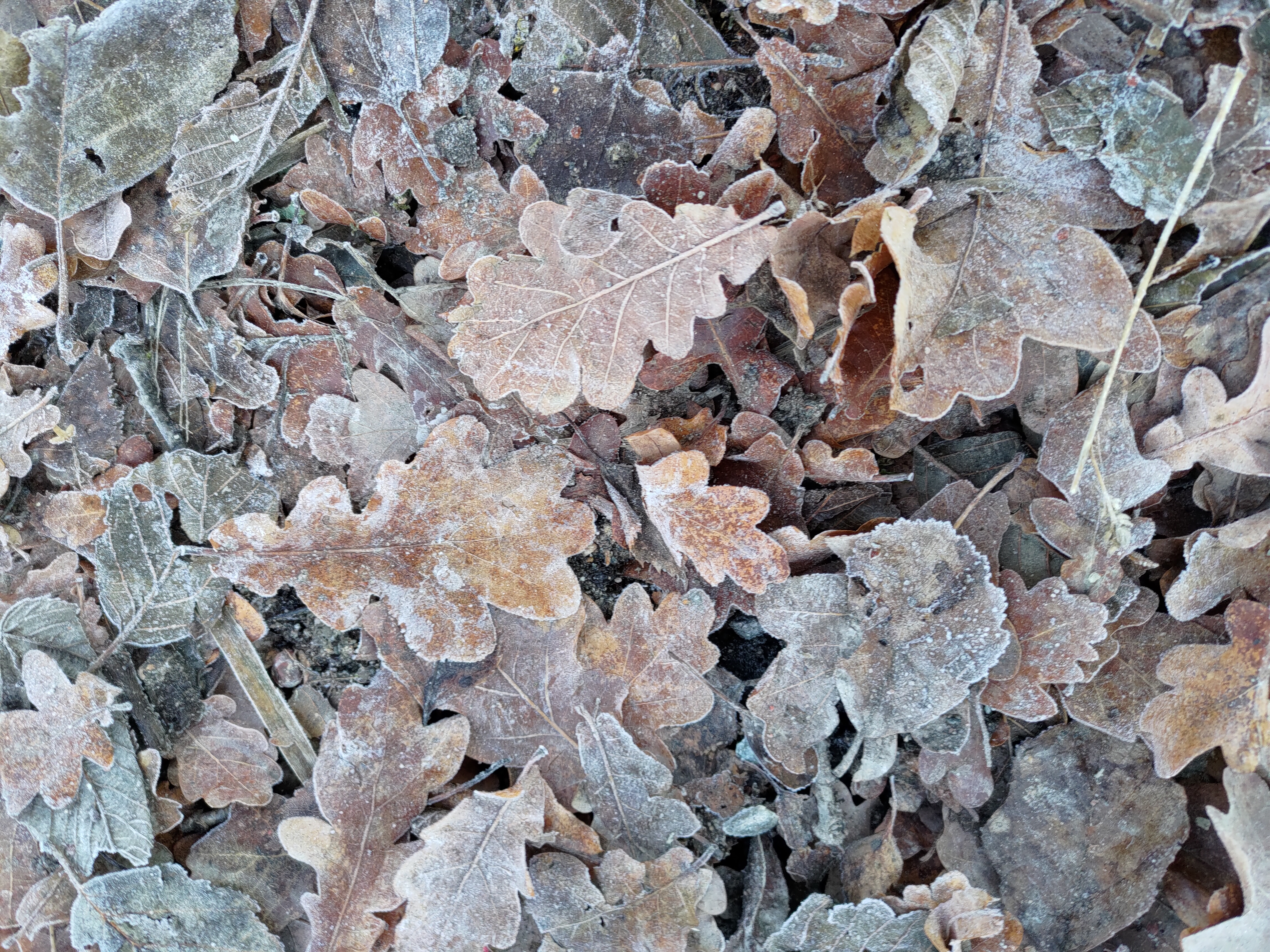 frost leaves on the ground