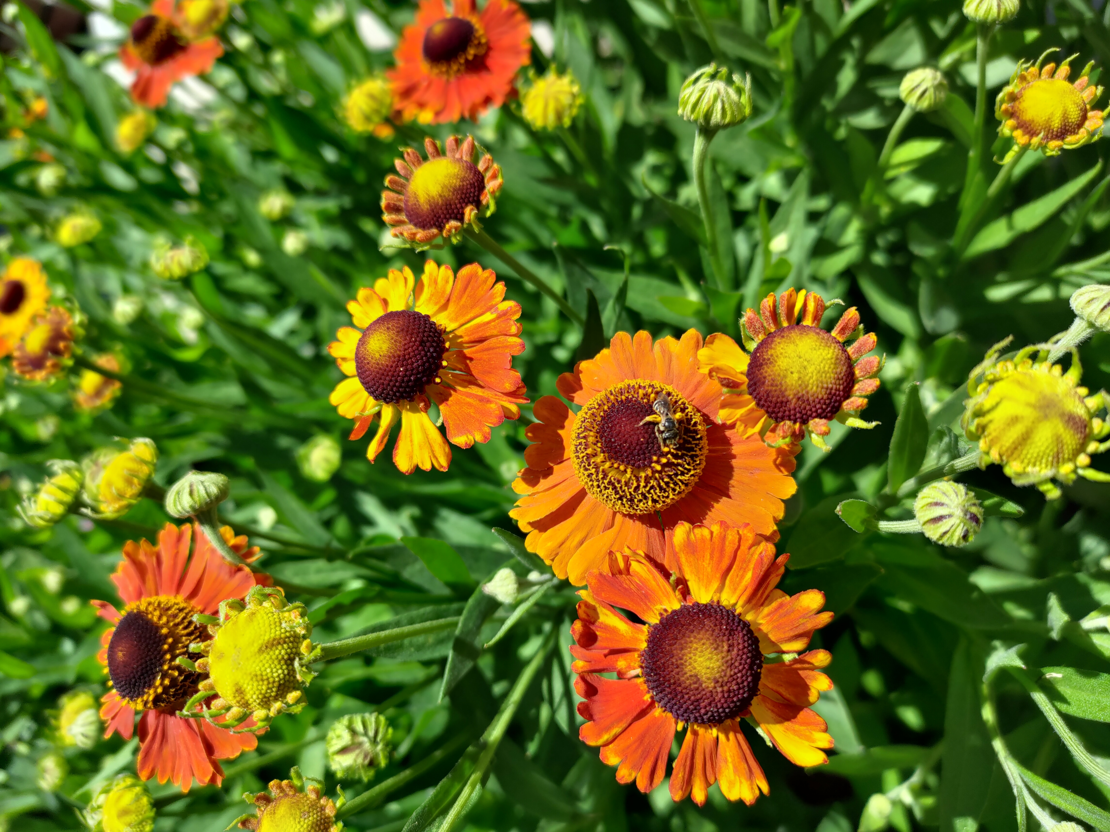 a group of yellow and orange sneezeweed flowers with a small bee