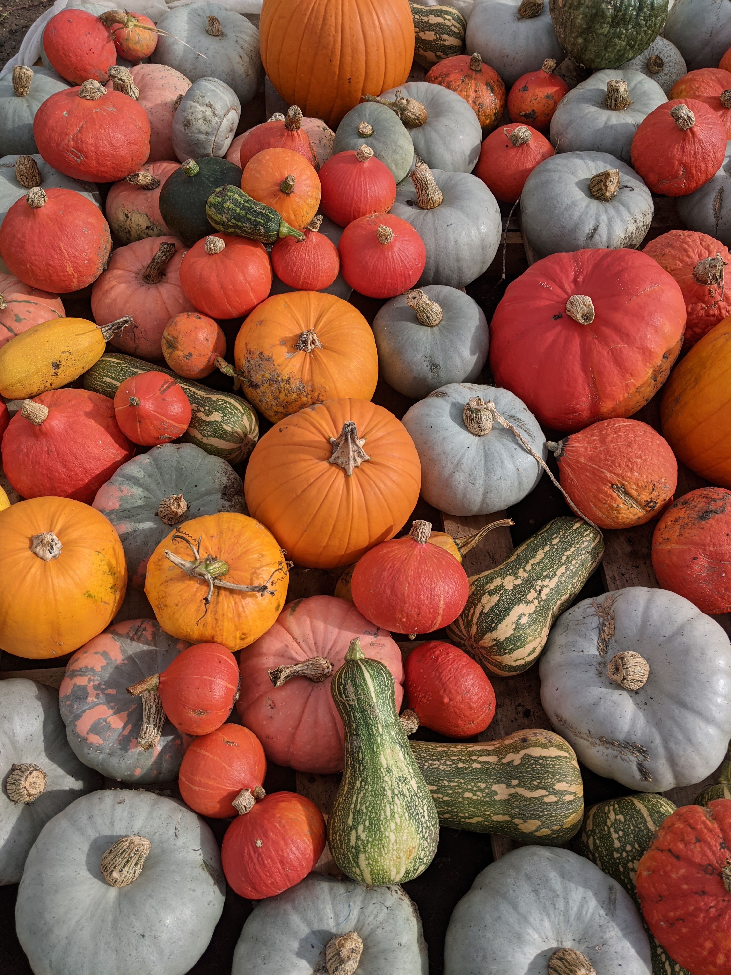 orange grey and green pumpkins and gourds