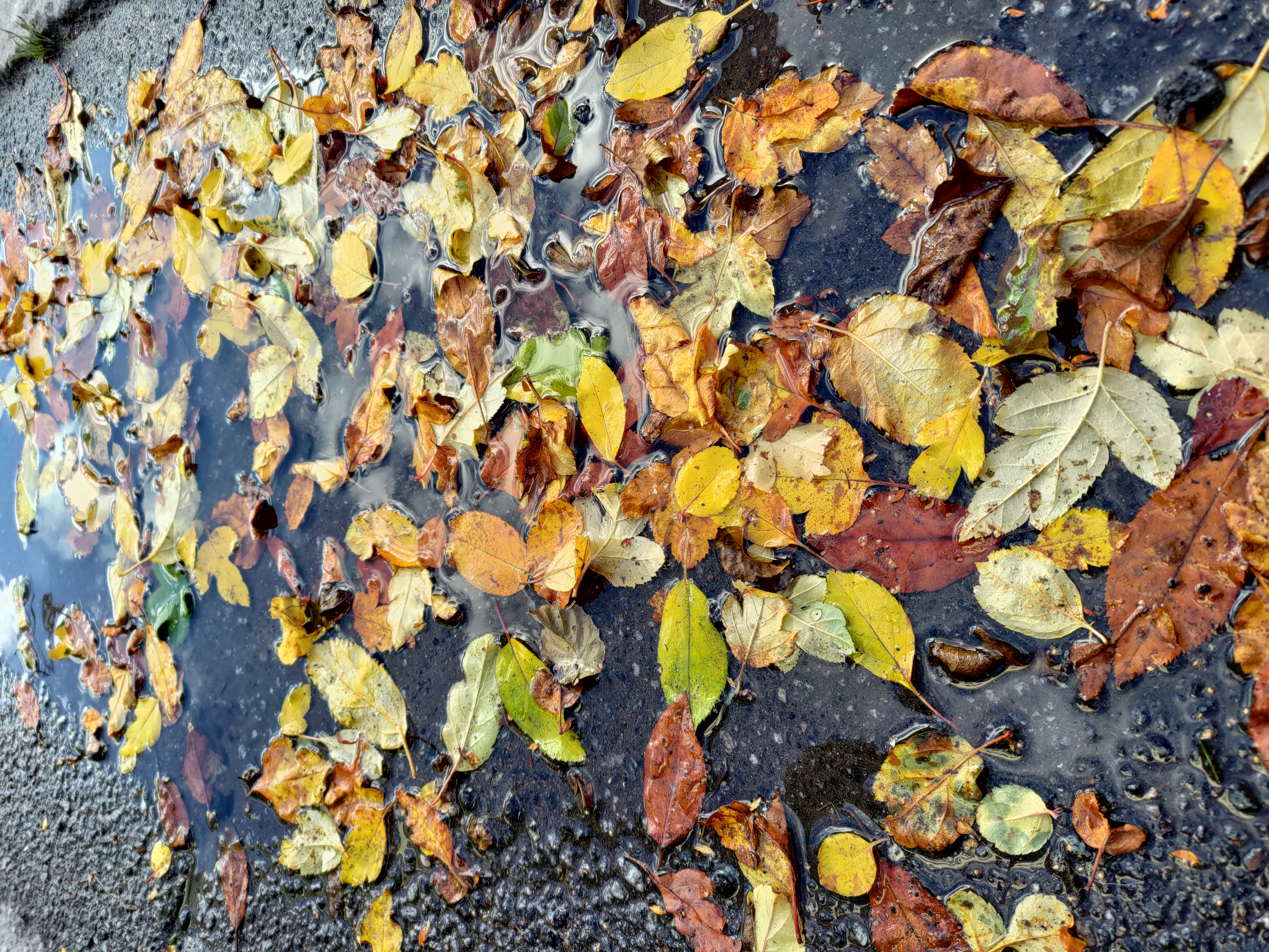 yellow brown and green leaves in a puddle